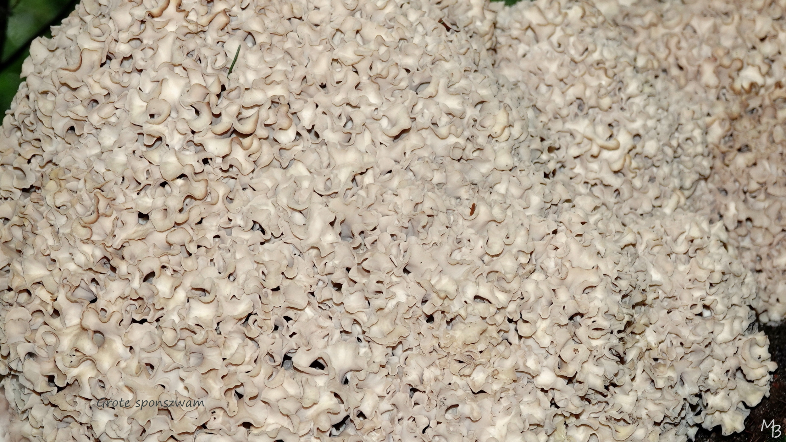 Marian Buurman - grote sponszwam - paddenstoel;bloemkoolzwam;schimmel;parasiet;naaldhout;wortel;paleispark;